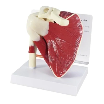 Afbeelding van 3B Scharnierend Rotator Cuff Model