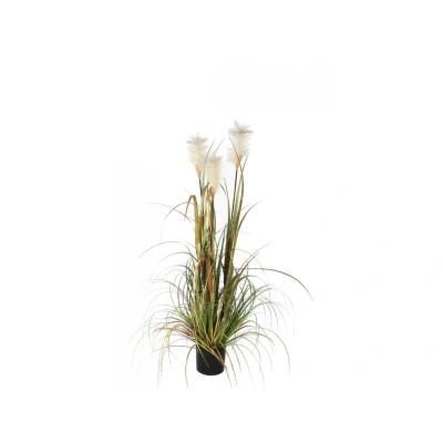 Afbeelding van Pluimgras Foxtail 120cm