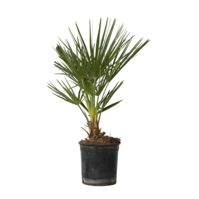 Afbeelding van Chamaerops Humilis Europese Dwergpalm Pot 15cm Hoogte 50 60cm P15
