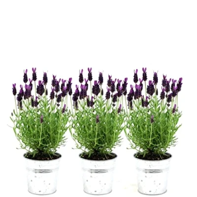 Afbeelding van Plants by Frank Set van 3 Franse lavendelplanten in sierpot &#039;Old Look&#039; x Lavandula stoechas Anouk® 13 cm pot Lavendelplant Vers de kwekerij Geleverd