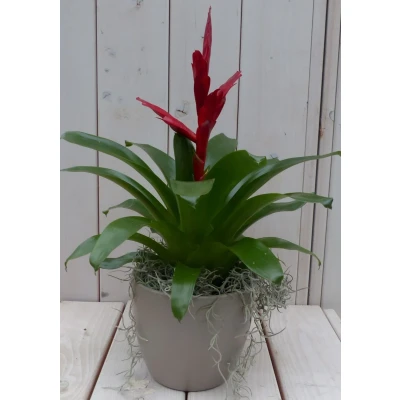 Afbeelding van Bromelia taupe pot 30 cm Warentuin Natuurlijk