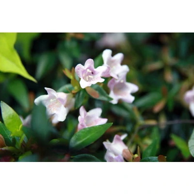 Afbeelding van Abelia grandiflora &#039;Edward Goucher&#039;