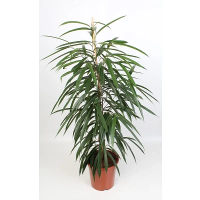 Afbeelding van Ficus binnendijkii alii 21 cm ø21cm 100cm