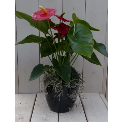 Afbeelding van Flamingoplant Anthurium rood in zwarte/antraciete pot 40 cm Warentuin Natuurlijk