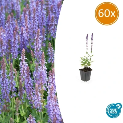 Afbeelding van Tuinplantenshop.com Salvia nemorosa &#039;Caradonna&#039; 60 stuks Ø9cm 10 25cm hoog Tuinplant