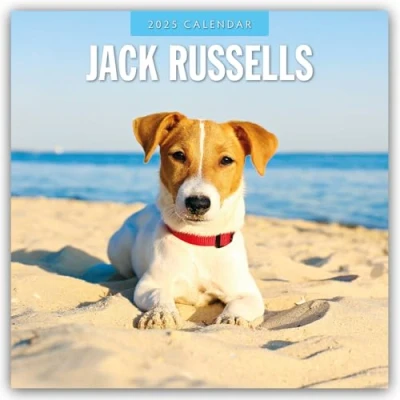 Afbeelding van Jack Russells Russell Terrier 2025 16 Monatskalender: Original Red Robin Publishing Ltd Kalender [Mehrsprachig] [Kalender]