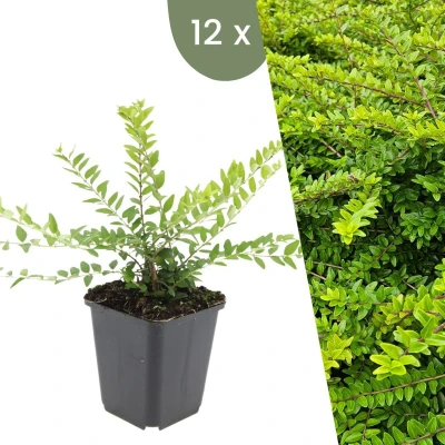 Afbeelding van Plants by Frank 12 Struikkamperfoelie planten Lonicera nitida &#039;Maigrün&#039; Winterharde bodembedekker tuinplanten vaste meerjarig