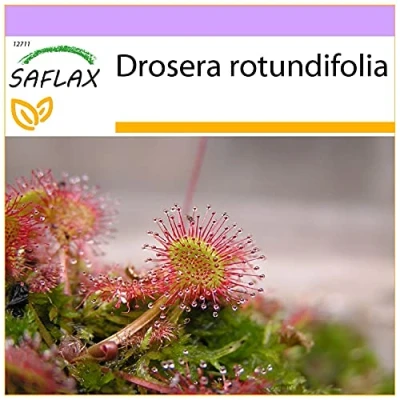 Afbeelding van SAFLAX Rondbladige Zonnedauw 50 Zaden Drosera rotundifolia