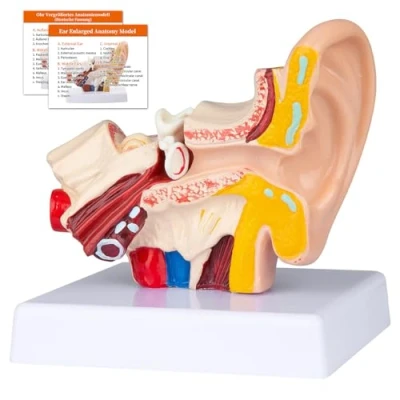 Afbeelding van Anatomie 3D model van menselijk oor, 1,5 voudig vergroot, toont het middenoor aan de buitenkant, professioneel medisch klaslokaal, demonstratie, artsen (oormodel)