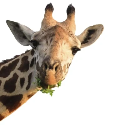 Afbeelding van Vensterafbeelding giraffe statisch hechtend DIN A3 dubbelzijdig kinderkamer deco motief Afrika venster dieren dv_1138
