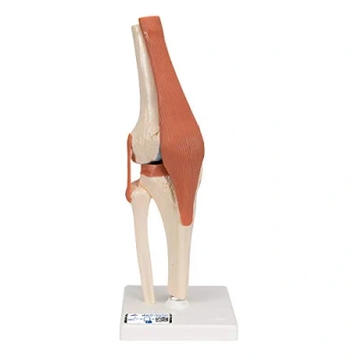 Afbeelding van 3B Scientific Menselijke anatomie luxe kniegewricht functioneel model + gratis anatomiesoftware Smart Anatomy