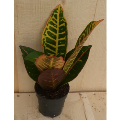 Afbeelding van Croton Klein Warentuin Natuurlijk