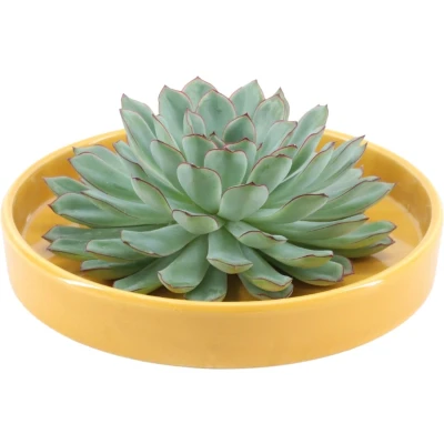 Afbeelding van Echte Succulent groen in gele keramiek schaal Ø12 14 cm↕5 cm 1x Echeveria Pulidonis vetplant