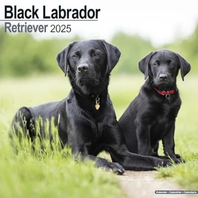 Afbeelding van Labrador Retrievers Black Kalender 2025