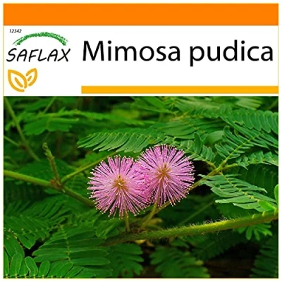 Afbeelding van SAFLAX Garden in the Bag Echte Mimosa 70 Zaden Met substraat een passende staande zak pudica