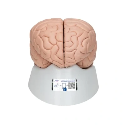 Afbeelding van 3B Scientific Menselijke anatomie model van de hersenen, 8 delig + gratis anatomiesoftware slimme