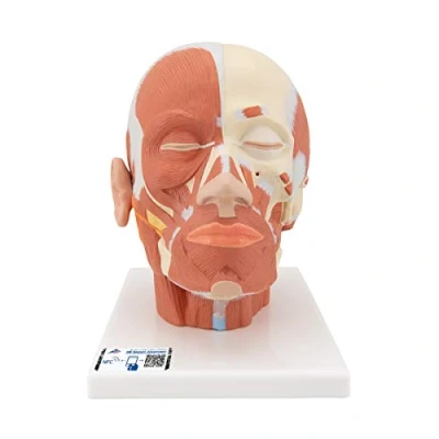 Afbeelding van Hoofdmodel met spieren 3B Slimme Anatomie
