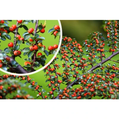 Afbeelding van Dwergmispel Cotoneaster procumbens &#039;Queen of Carpets&#039;