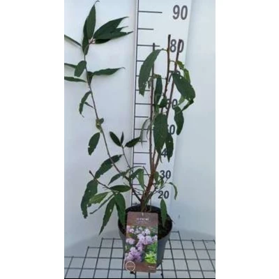 Afbeelding van 2 x Prunus serrula Tibetaanse Sierkers 60 80 cm in pot