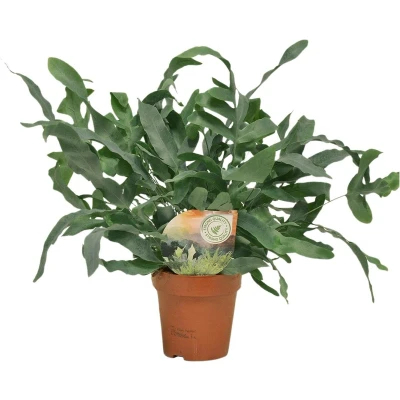 Afbeelding van Plantenboetiek.nl Phlebodium Blue Star Kamerplant Hoogte 35cm Potmaat 12cm