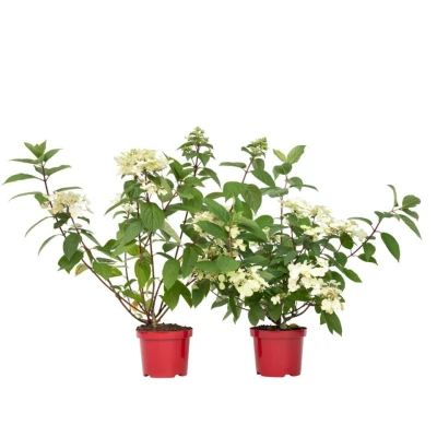 Afbeelding van Hydrangea &#039;Wim&#039;s Red&#039; Set van 2 Pluimhortensia Pot 19cm Hoogte 25 40cm