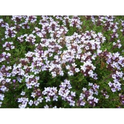 Afbeelding van Volatile Tijm CT linalool bio 5 ml