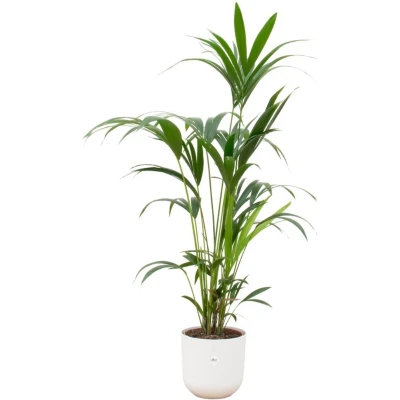 Afbeelding van Kentia palm + elho Jazz Round