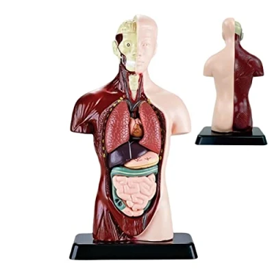 Afbeelding van Menselijk lichaamsmodel voor kinderen,Menselijk Lichaam model Anatomie Pop PVC 6 Delen medische Torso Perfect anatomische studie, schoolonderwijs, wetenschap, Xiaoxin