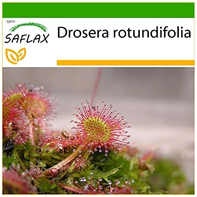 Afbeelding van SAFLAX Rondbladige Zonnedauw 50 Zaden Met potgrond voor een betere teelt Drosera rotundifolia