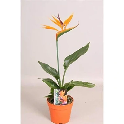 Afbeelding van Paradijsvogelbloem Strelitzia reginae
