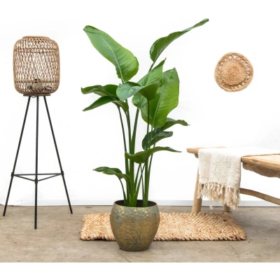 Afbeelding van Strelitzia Nicolai 100 cm tot 125
