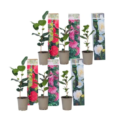 Afbeelding van Camellia Japonica Mix van 6 Rozen Rood,wit,roze Pot 9cm Hoogte 25 40cm