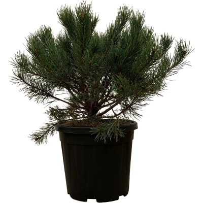 Afbeelding van Pinus Mugo Pumilio 60cm