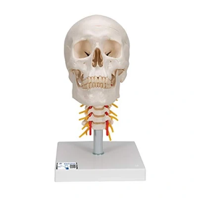 Afbeelding van Schedelmodel op cervicale wervelkolom, 4 delig