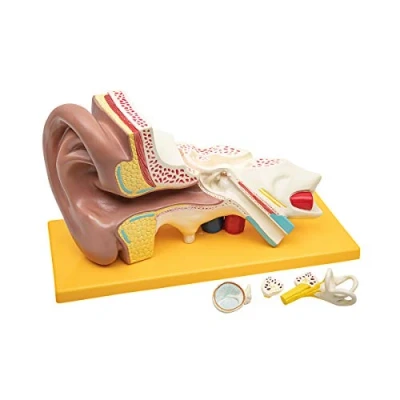 Afbeelding van Elementary Anatomy Betaalbaar 4 delig anatomiemodel van het menselijk oor met sokkel 3 keer zo groot als de ware grootte schoolonderwijs