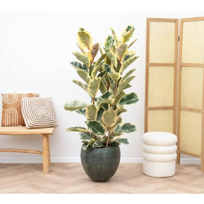 Afbeelding van Ficus Elastica Tineke struik 170cm