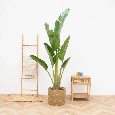 Afbeelding van Strelitzia Augusta 225cm