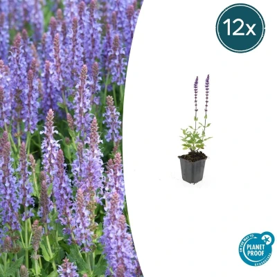 Afbeelding van Tuinplantenshop.com Salvia nemorosa &#039;Caradonna&#039; 12 stuks Ø9cm 10 25cm hoog Tuinplant