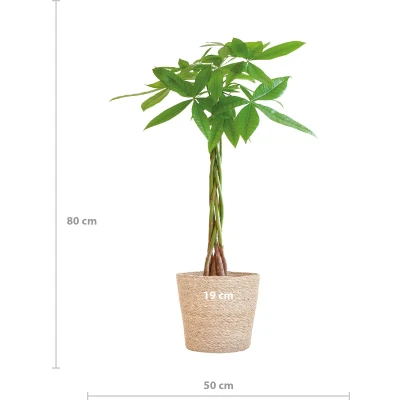 Afbeelding van Plantenboetiek.nl Pachira Aquatica met Sofia mand naturel Ø21cm 80cm hoog Kamerplant Groenblijvend