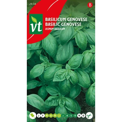 Afbeelding van basilicum Genovese Ocimum Pittig met accenten van munt en anijs.
