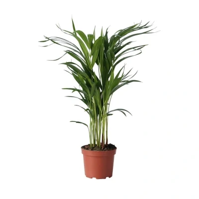 Afbeelding van Dypsis Lutescens Areca Goudpalm Pot 17cm Hoogte 60 70cm