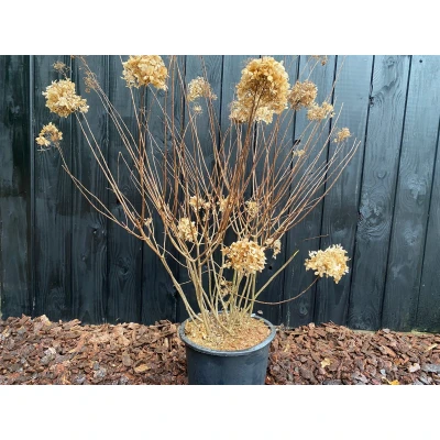 Afbeelding van Pluimhortensia Hydrangea paniculata &#039;Limelight&#039;