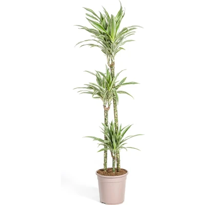 Afbeelding van Plantenboetiek.nl Dracaena Deremensis White Stripe Ø24cm 140cm hoog Kamerplant Groenblijvend