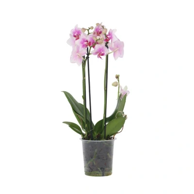 Afbeelding van Phalaenopsis Multiflora Orchidee roze Pot 12cm Hoogte 35 45cm
