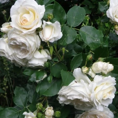 Afbeelding van 4 x Witte Trosroos Rozen als Borderplanten Winterhard Rosa the Fairy &#039;White&#039; in C1.5(liter) pot met hoogte 10 20cm