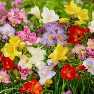 Afbeelding van Dutch Bulbs Freesia Mix van 5 soorten Bloembollen 50 stuks Meerkleurig Bloem bollen Fresia