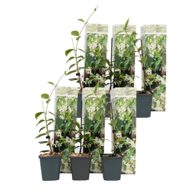 Afbeelding van Toscaanse Jasmijn Set van 6 Tuinplanten Wit Pot 9cm Hoogte 25 40cm