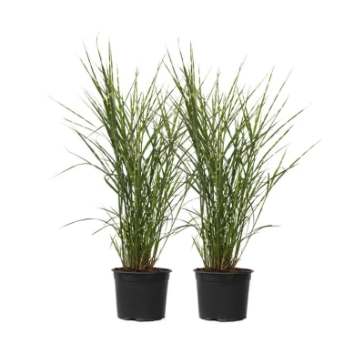 Afbeelding van Miscanthus Zebrinus Winterhard Siergras Set van 2 Pot 23cm Hoogte20 30cm
