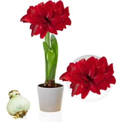 Afbeelding van Amaryllis Double Dark Red bol, 1 bloembol in groot formaat 26/30, Exclusief, bloembollen, planten en bloemen uit Nederland, Echte Hippeastrum bol (geen zaden, was niet kunstmatig)
