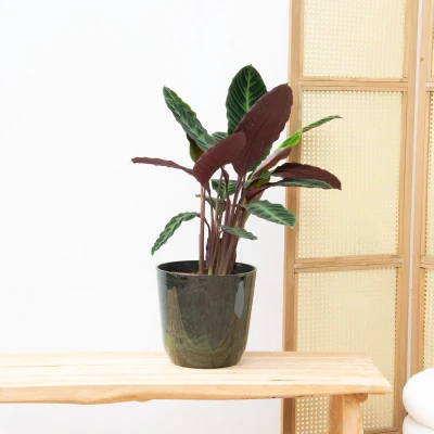 Afbeelding van Calathea Warscewiczii 70cm